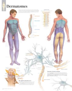 Dermatomes Scientific Publishing