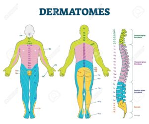 Dermatomes Vector Illustration Labeled Educational Anatomical Skin Parts Scheme Epidermis Area Supplied By Afferent Spinal Nerve Fibers Cervical Thoracic Lumbar And Sacral Nerves Division Diagram Royalty Free SVG Cliparts Vectors And Stock