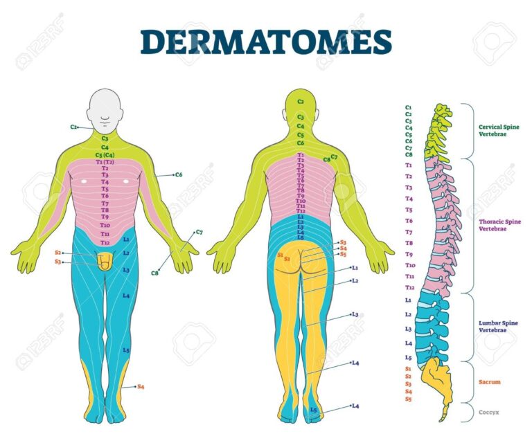 Dermatomes Vector Illustration Labeled Educational Anatomical Skin Parts Scheme Epidermis Area 0138