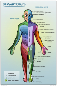 Dermatomes x Physical Therapist Assistant Medical Physical Therapy Assistant