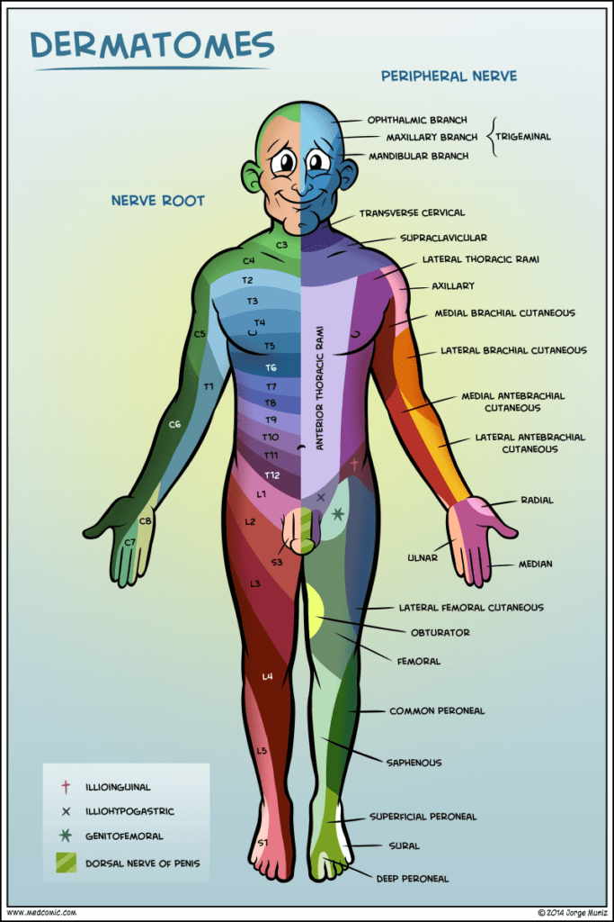 Dermatome Chart For Shingles