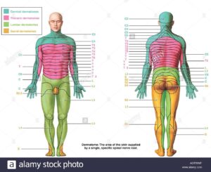 Each Spinal Nerve except C1 Receives Sensory Input From A Specific Area Of Skin Called A Dermatome This Dermatome Map Sho Printable Chart Spinal Nerve Chart