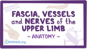 Fascia Vessels And Nerves Of The Upper Limb Osmosis