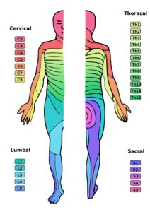 Figure Dermatomes Clearly Visualized Contributed By The Public Domain StatPearls NCBI Bookshelf