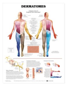 Human Dermatomes Anatomical Chart Anatomy Models And Anatomical Charts