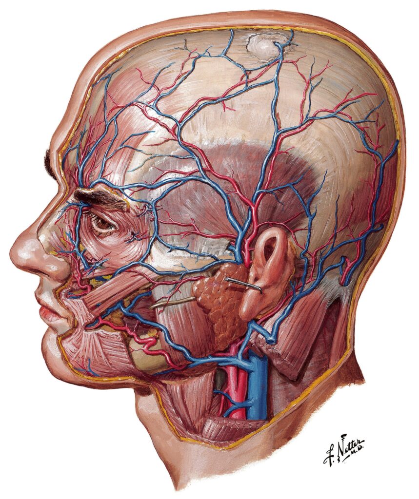 Frank Netter Md Dermatomes Chart