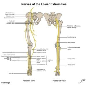 Lower Extremity Innervation MSK Medbullets Step 1