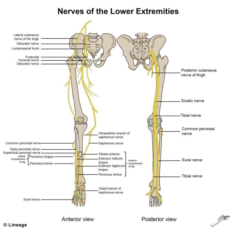 Lower Extremity Innervation MSK Medbullets Step 1 - Dermatomes Chart ...