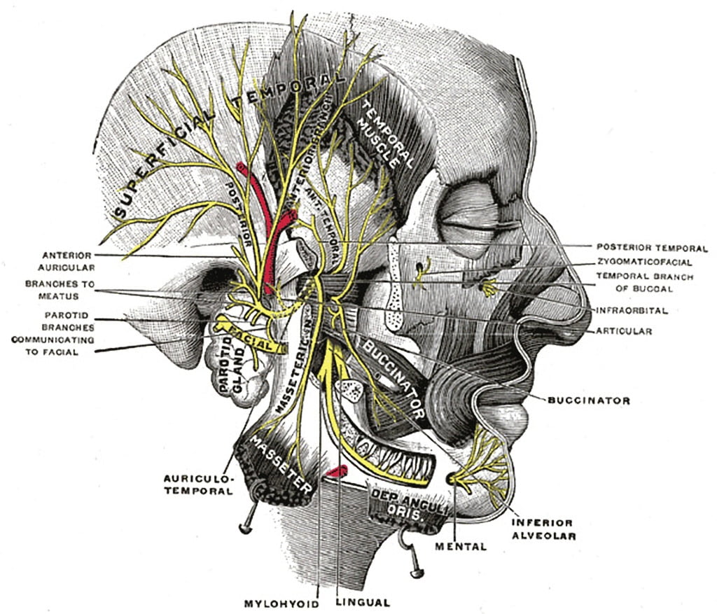 Mandibular Division Of The Trigeminal Nerve Gray s Illustration Radiology Case Radiopaedia