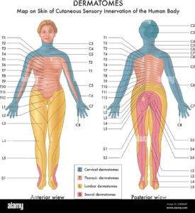 Map On Skin Of Cutaneous Sensory Innervation Of The Human Body Stock Vector Image Art Alamy
