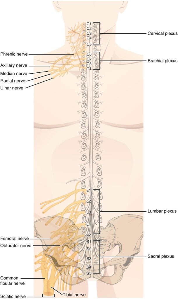 Back Nerve Locations