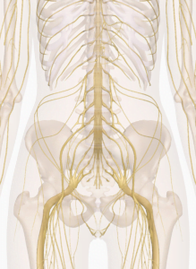 Nerves Of The Abdomen Lower Back And Pelvis