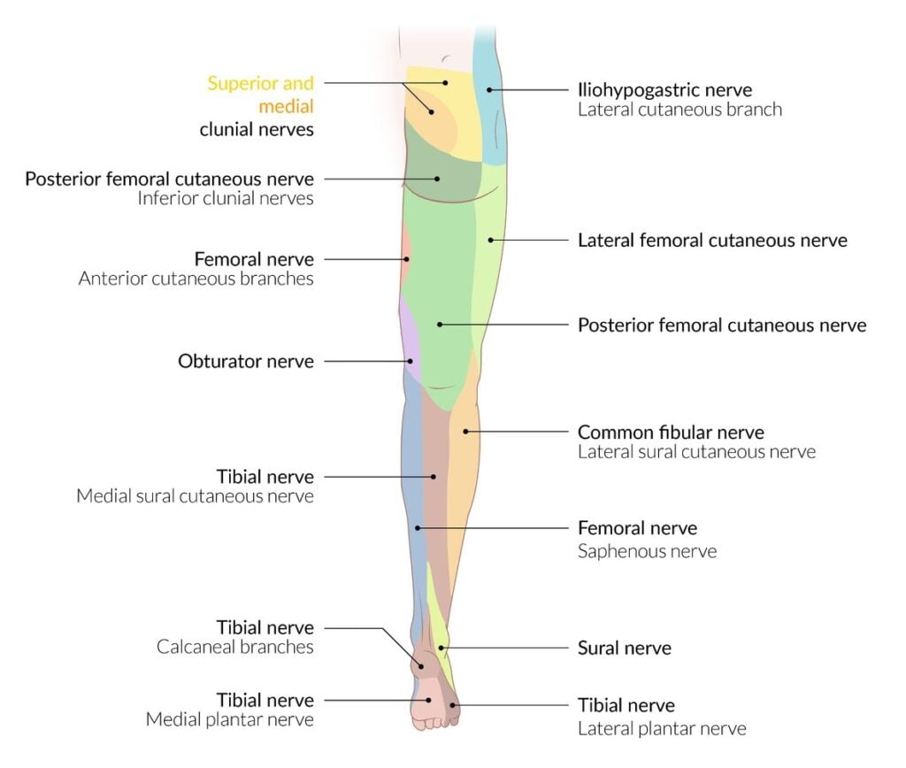 Lower Extremity Nerve Branches