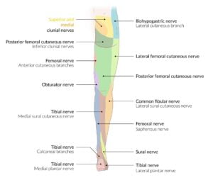 Neurovasculature Of The Lower Limbs Knowledge AMBOSS