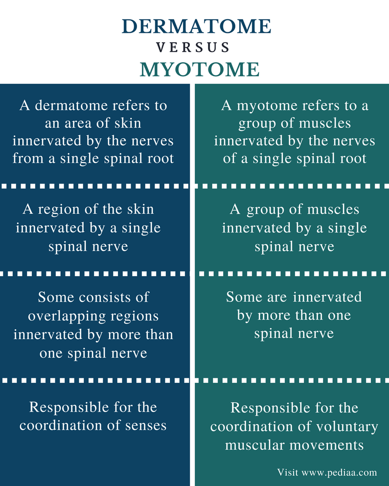Difference Between Dermatome And Myotome