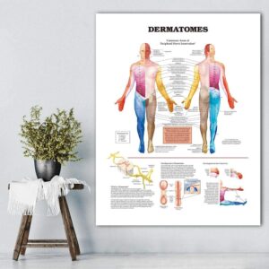 Poster Dermatomes Chart Posters Anatomical Canvas Print Wall Pictures For Medical Education Home Decor 50x60cm Amazon ca Home