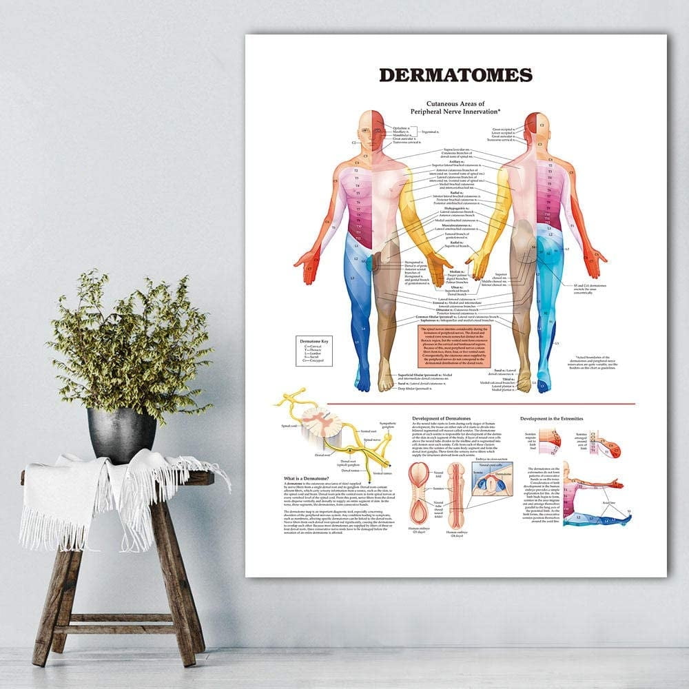 Medtronic Dermatome Chart
