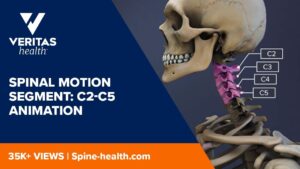 Spinal Motion Segment C2 C5 Animation YouTube