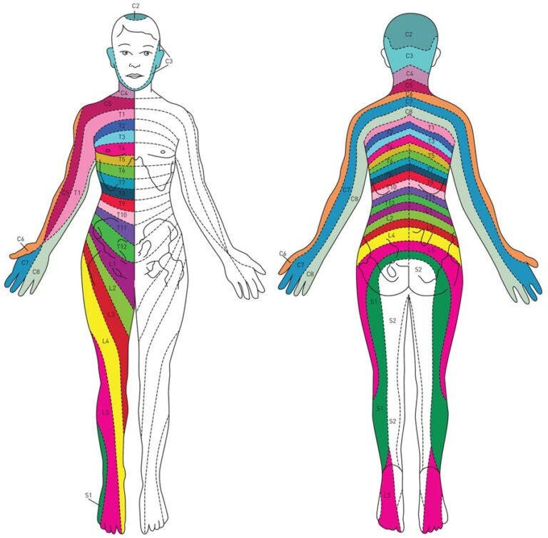 Spinal Nerve Pathway Bonati Spine Institute - Dermatomes Chart and Map