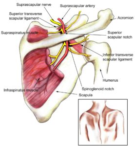 Suprascapular Nerve Floss Chiropractor Bloomington IL Shepard Pain Performance Bloomington IL Chiropractor