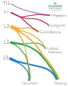 11 The Lumbar Plexus SimpleMed Learning Medicine Simplified