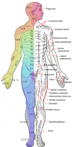 12 6E Dermatomes Medicine LibreTexts