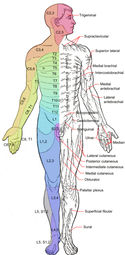 Dermatomal Pattern Of Cervical Nerve Roots