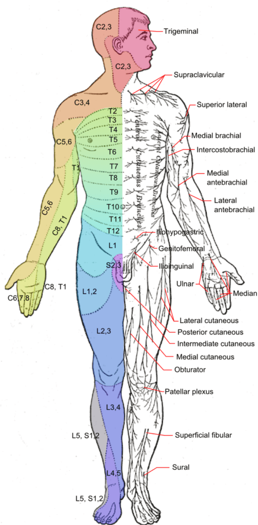 Cervical And Thoracic Dermatome Locations