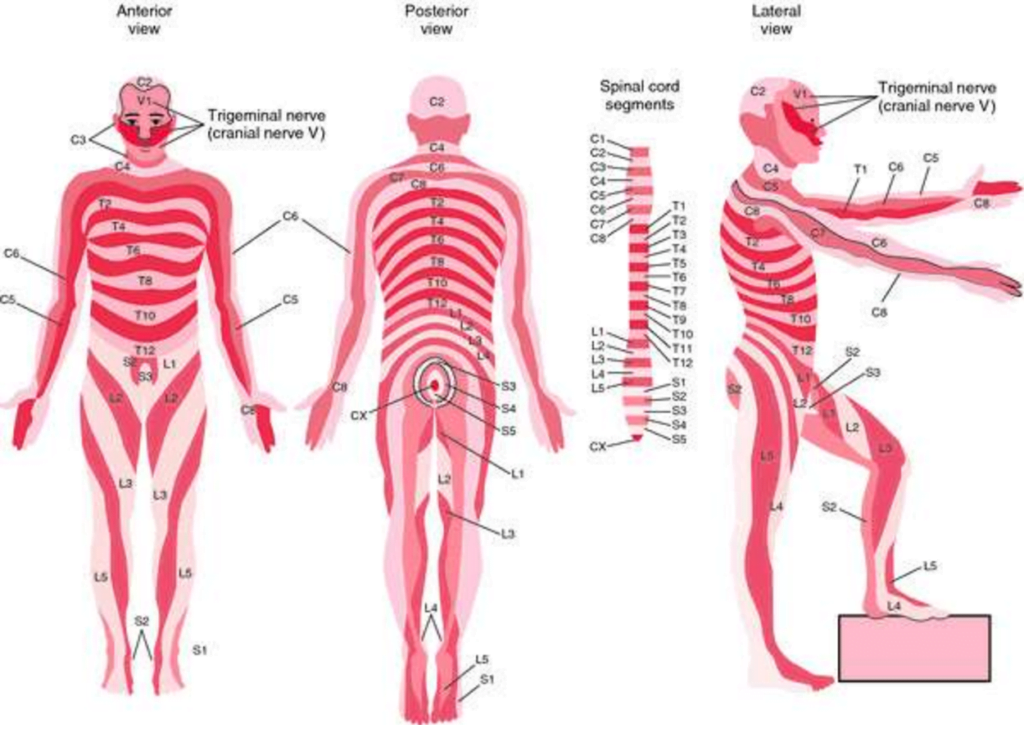 Anatomical Study Of Superior Cluneal Nerve And Its Estimation Of Prevalence As A Cause Of Lower Back Pain In A South African Population Semantic Scholar