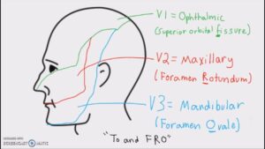 Anatomy Cranial Nerves And Their Sensory Distribution YouTube