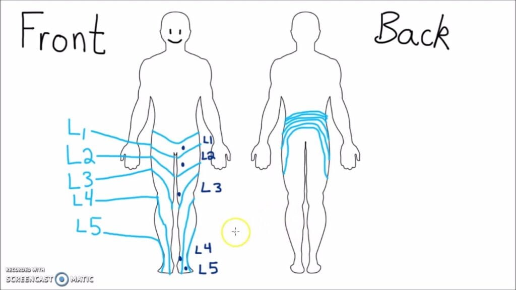 Dermatomes Of The Lower Extremity