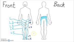 Anatomy Dermatomes Of The Lower Extremity YouTube