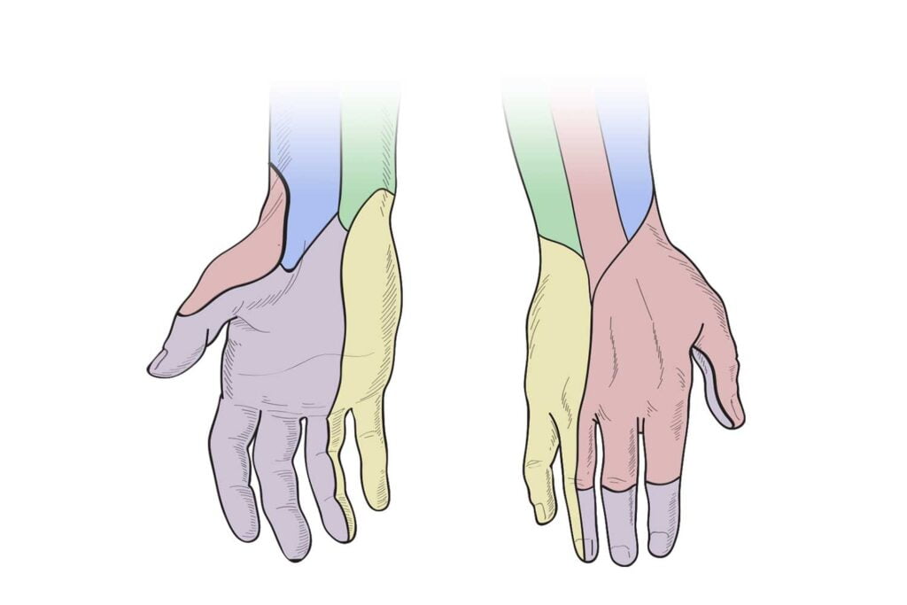 Arm Dermatome Trial Template Llc Dermatomes Chart And Map