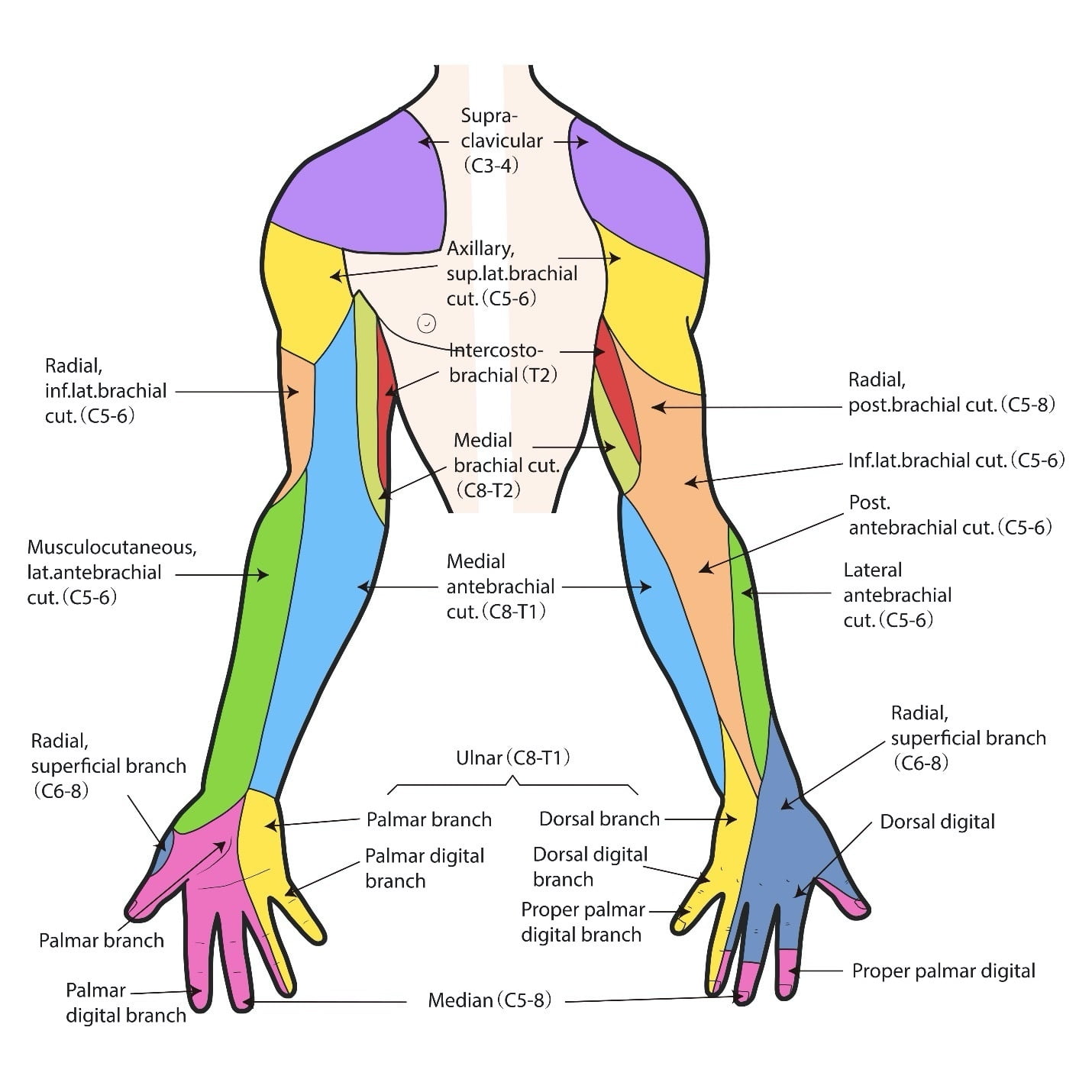 C8 Nerve Hand Dermatome Dermatomes Chart And Map C8 Nerve Hand Dermatome Dermatomes Chart And Map