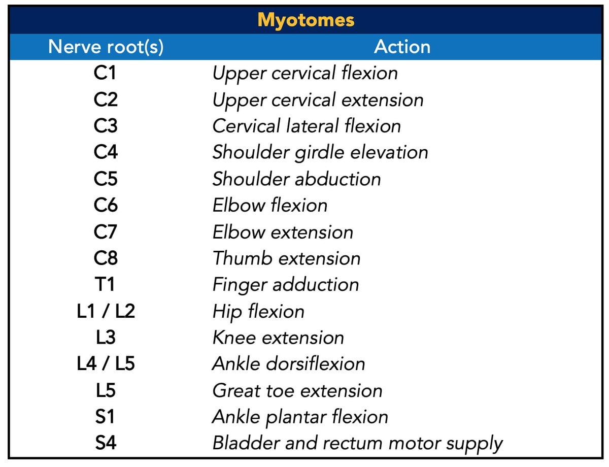 Nerve Roots Reflexes Dermatomes Myotomes Dermatomes Chart And Map