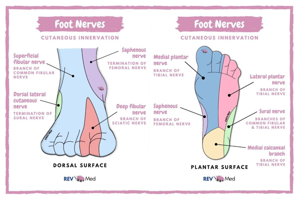 Cutaneous Foot Innervation Dorsal And Plantar Nerve GrepMed