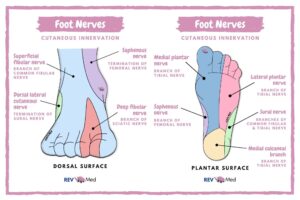 Cutaneous Foot Innervation Dorsal And Plantar Nerve GrepMed