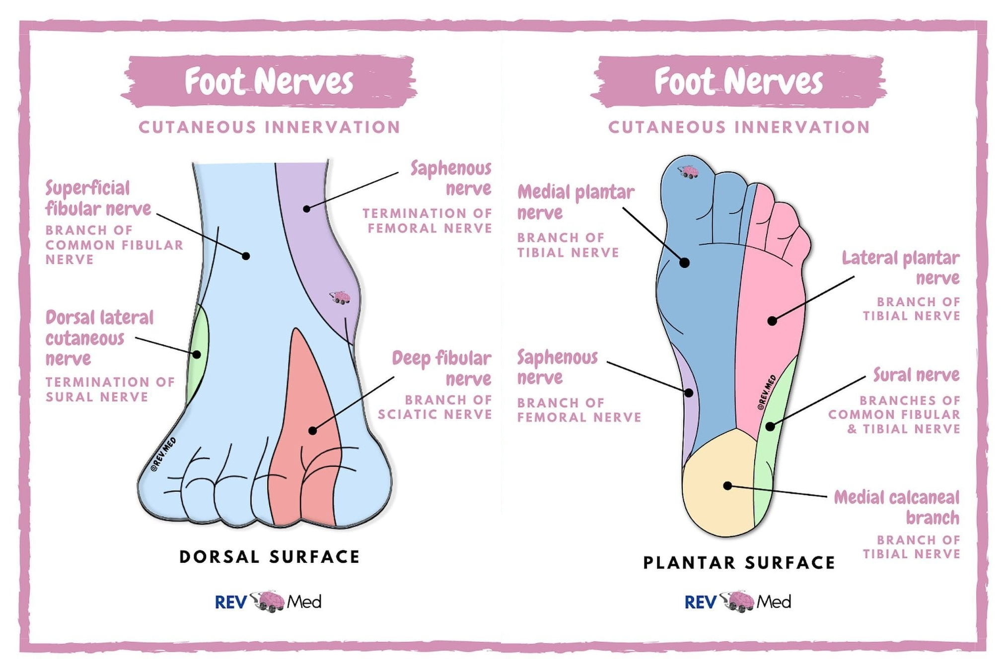 Cutaneous Foot Innervation Dorsal And Plantar Nerve Grepmed