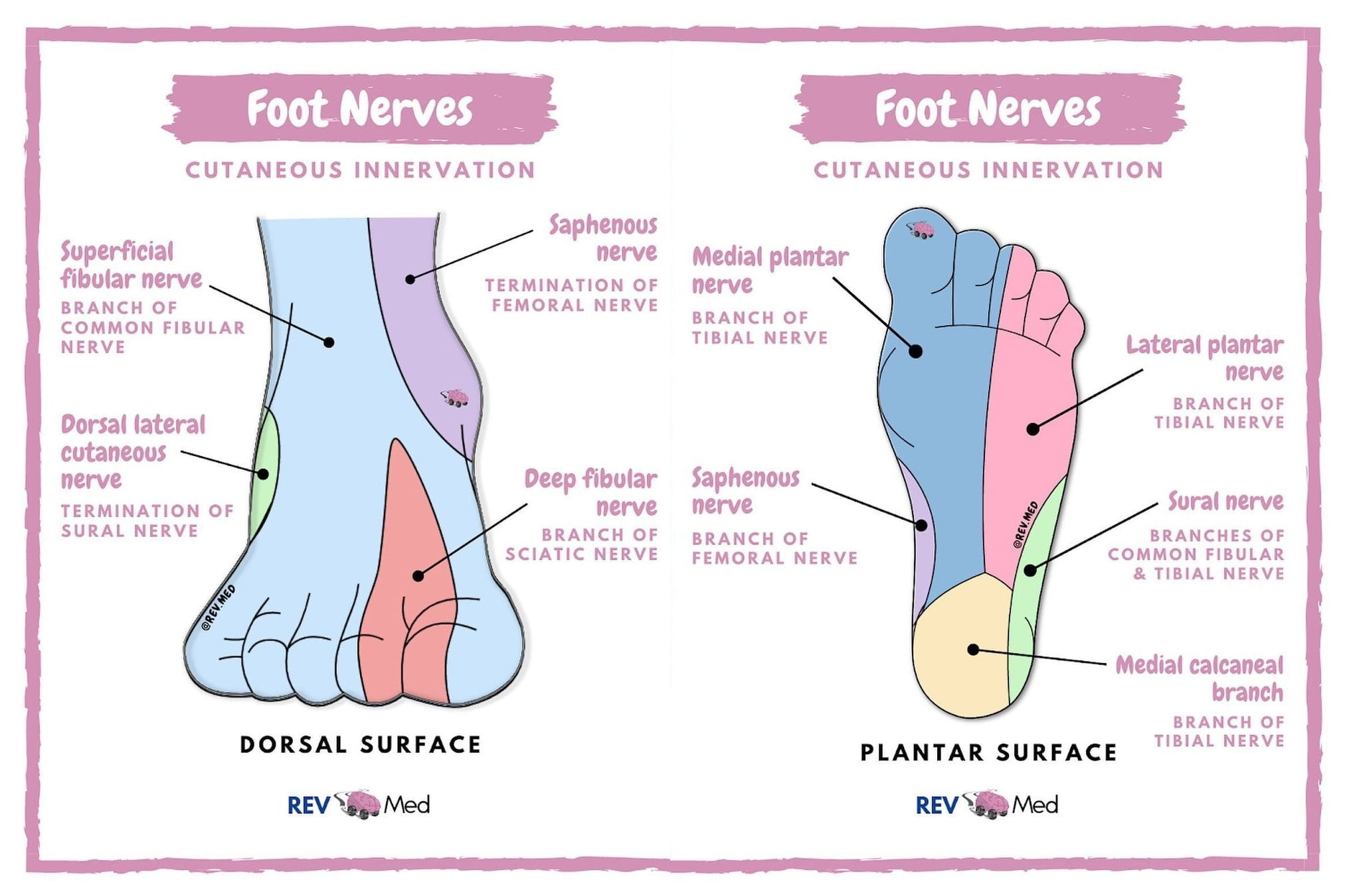 Cutaneous Foot Innervation Dorsal And Plantar Nerve GrepMed ...