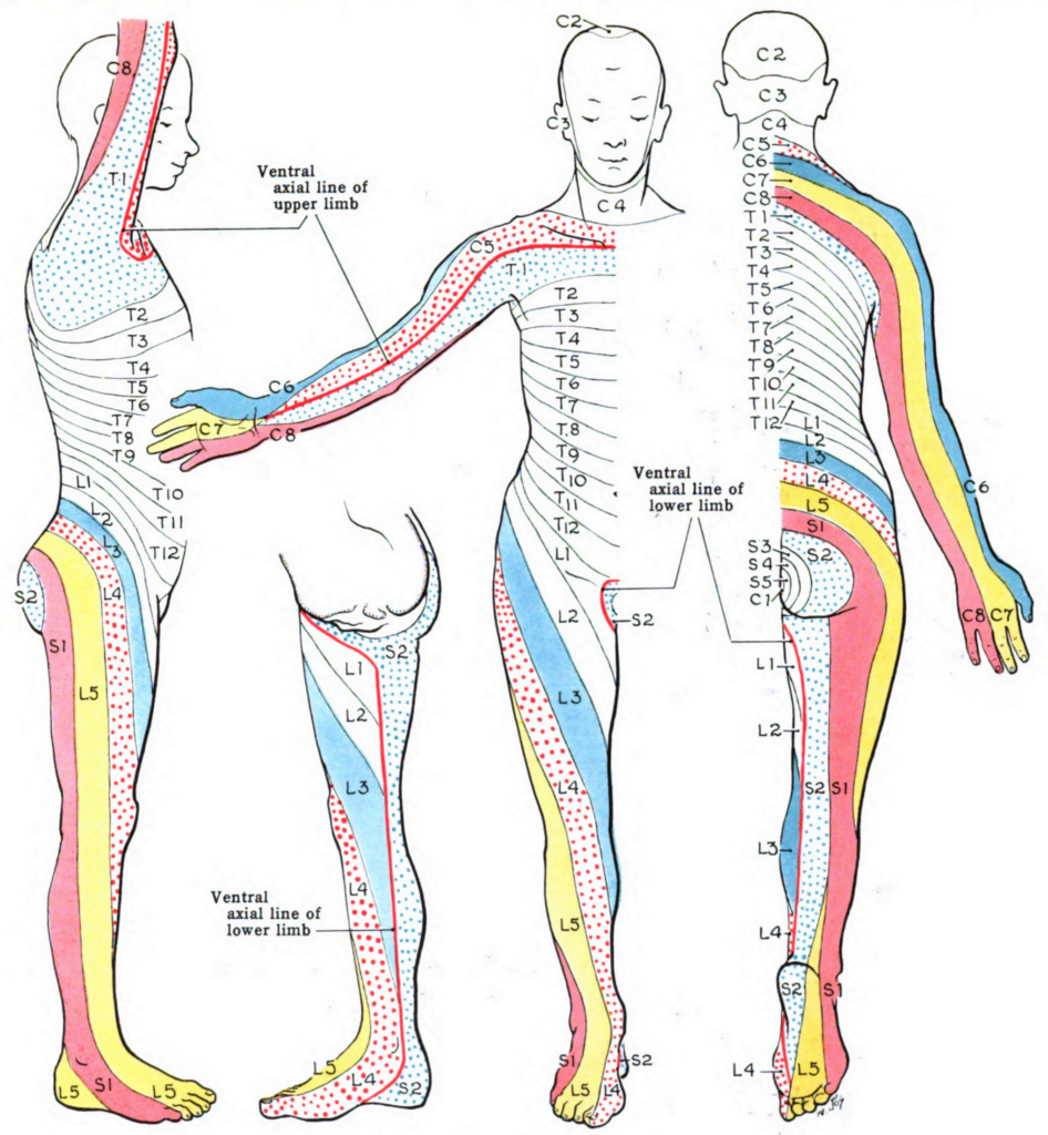 Lumbar Spine Distribution Sensory Dermatomes
