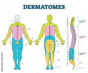 Dermatome Bilder Durchsuchen 75 Archivfotos Vektorgrafiken Und Videos Adobe Stock