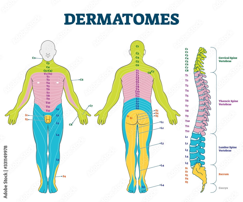 Lumbar Facet Dermatome Map