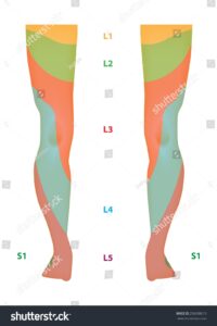 Dermatome Karte Des Unteren Limb Mit Stock Vektorgrafik Lizenzfrei 256938613 Shutterstock