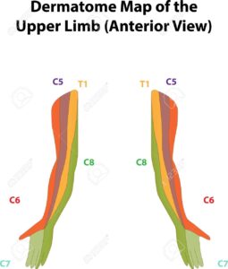 Dermatome Map Of The Upper Limb Labeled Diagram Royalty Free SVG Cliparts Vectors And Stock Illustration Image 37466517