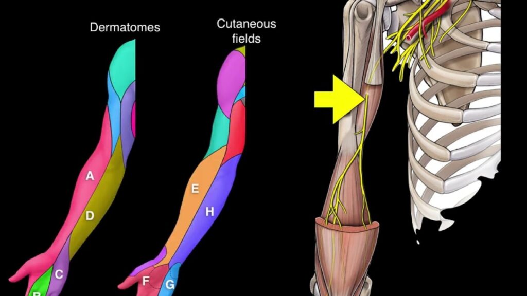 Cutaneous Nerves And Dermatomes