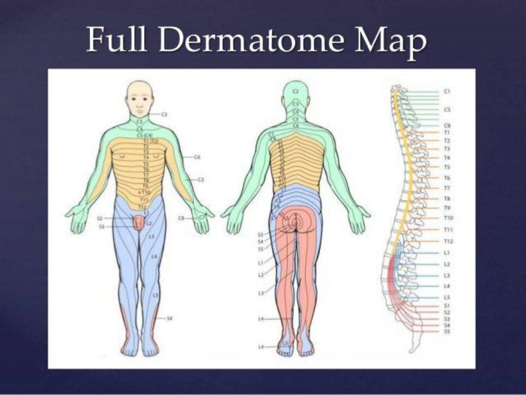Thoracic Spine Dermatomes And Myotomes