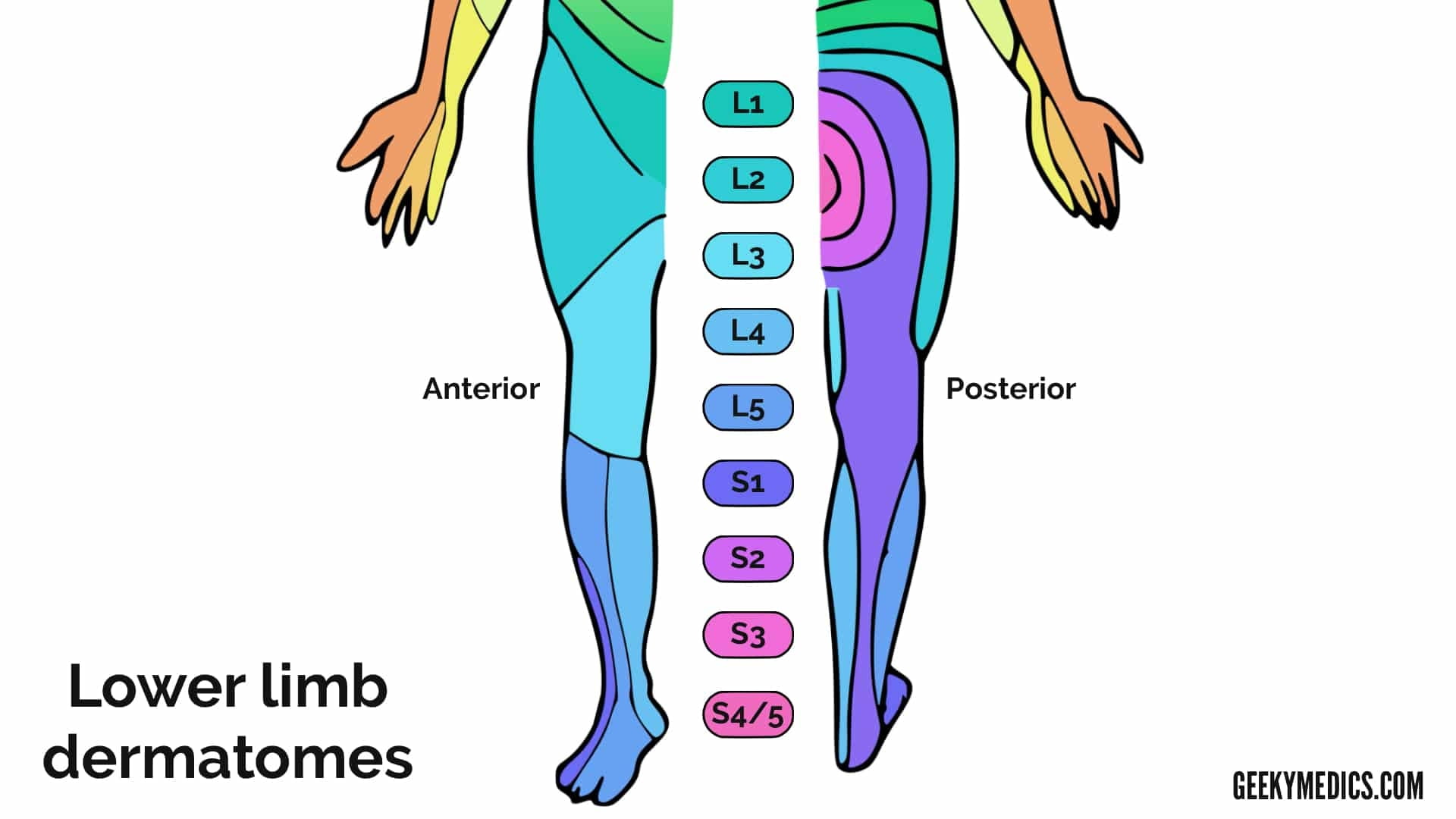 Lower Extremity Dermatomes Image Dermatomes Chart And Map
