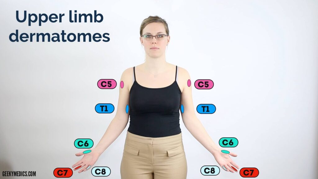 Upper Limb Dermatomes Table