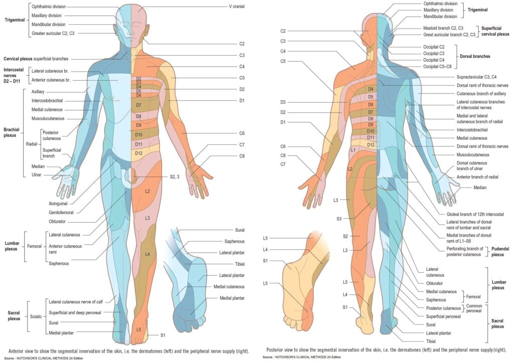 Dermatomes And Peripheral Nerves Segmental Innervation GrepMed