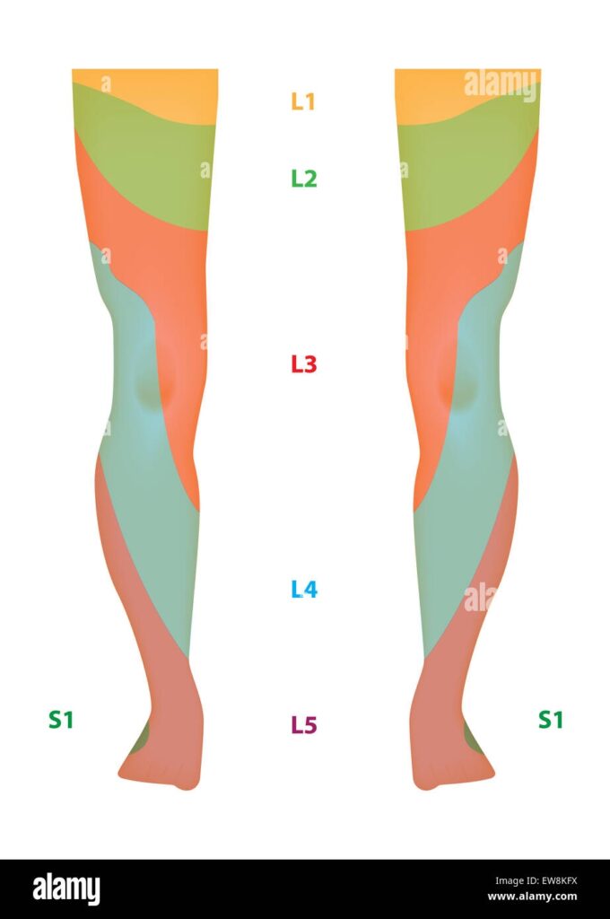 Dermatomes Foot And Leg